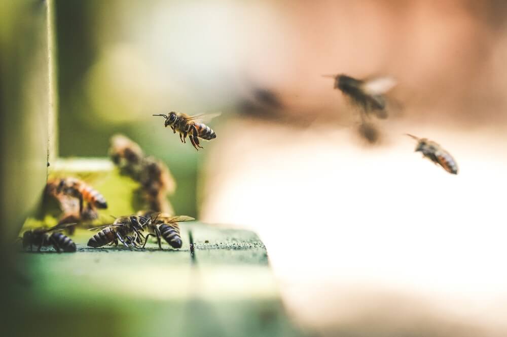 Bienen fliegen am Bienenstock ein