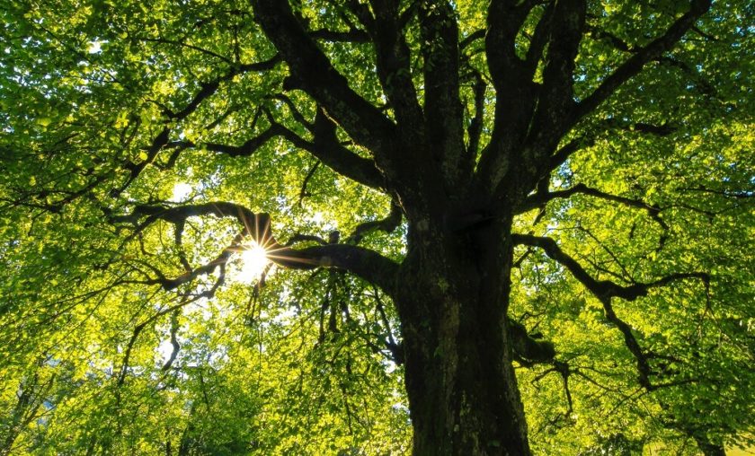 Baum mit Blick in die Sonne durch das Blätterdach