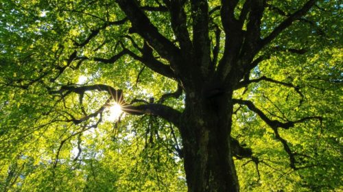 Baum mit Blick in die Sonne durch das Blätterdach