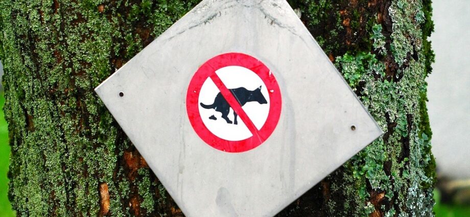 Schild: Hunde dürften hier nicht...